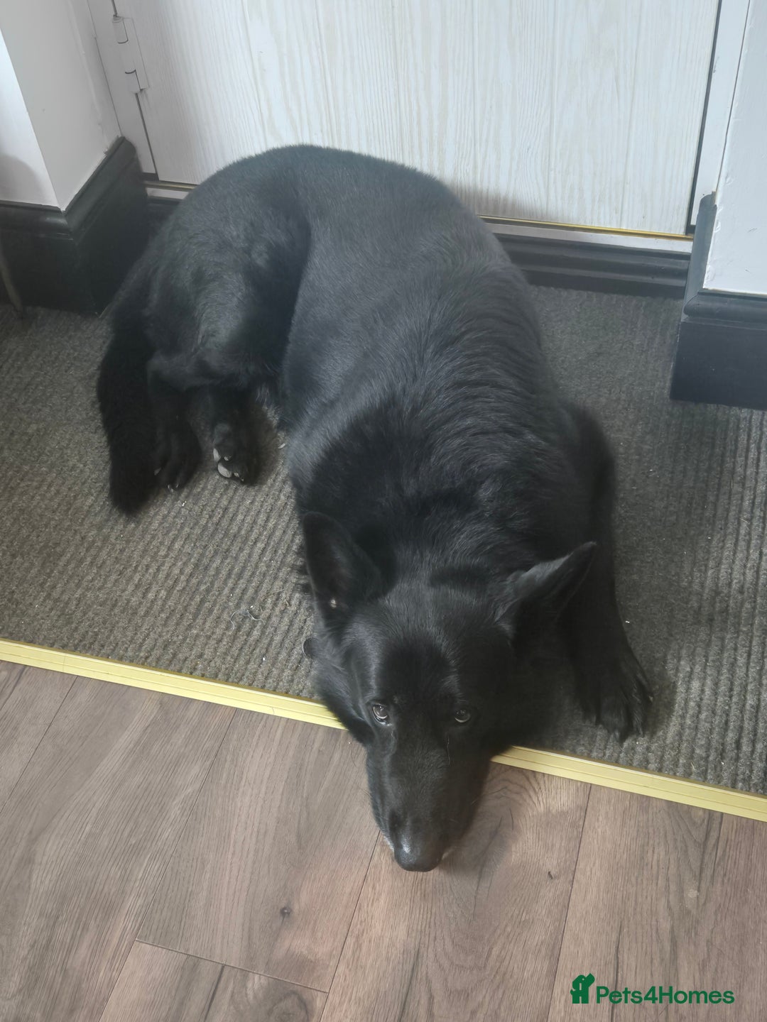 German Shepherd dogs for sale: Male German shepard for rehome - Image 2