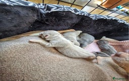 Jack Russell dogs for sale: Miniature Lilac & Blue Jack Russell puppies  - Image 15