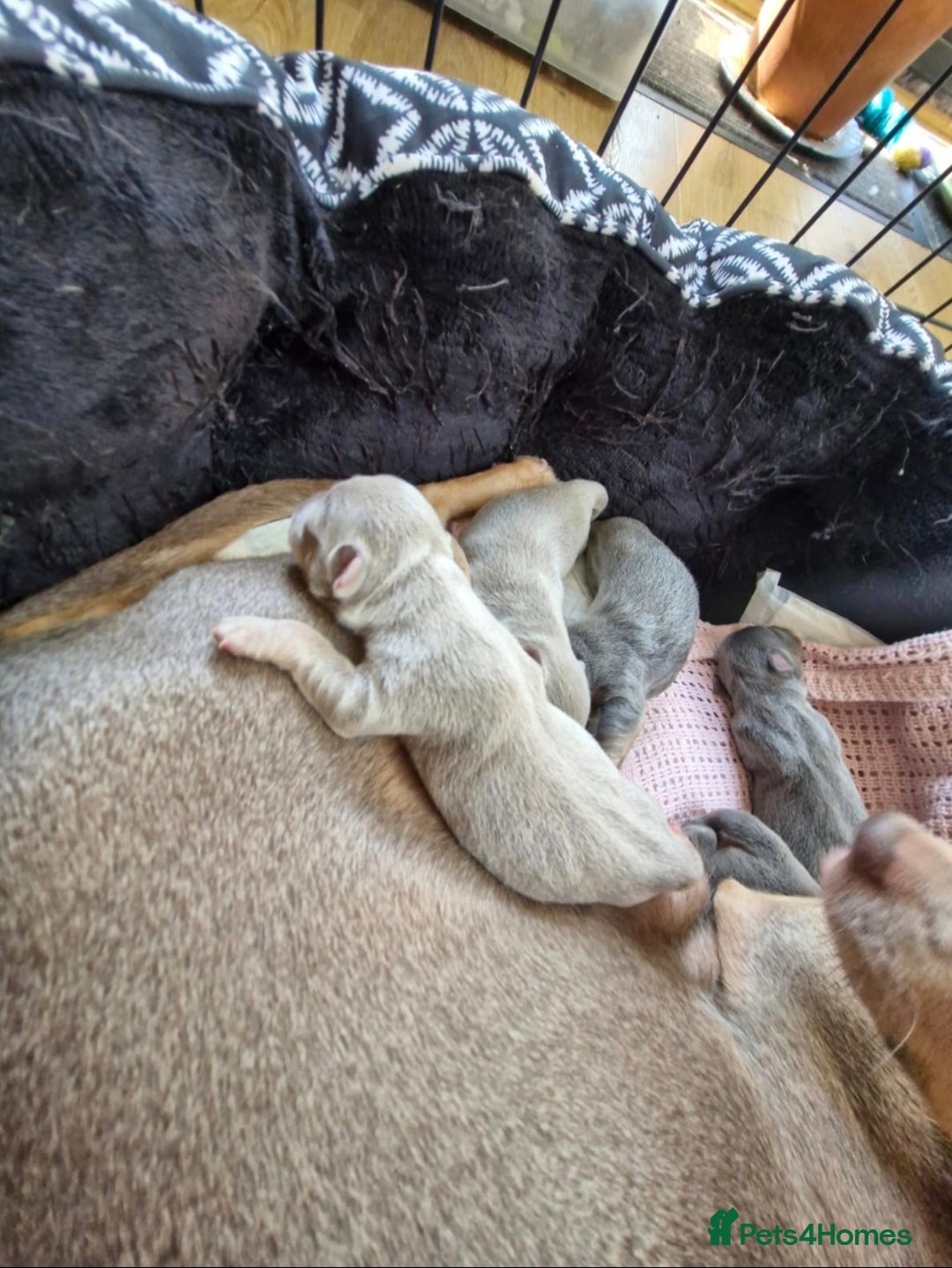 Jack Russell dogs for sale: Miniature Lilac & Blue Jack Russell puppies  - Image 15