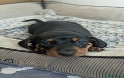 Miniature Dachshund dogs for sale: Miniature dachshund boy  - Image 3