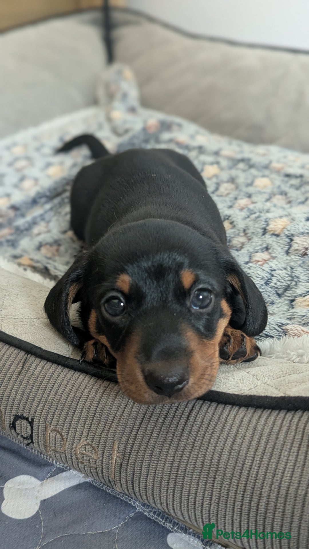 Miniature Dachshund dogs for sale: Miniature dachshund boy  - Image 3