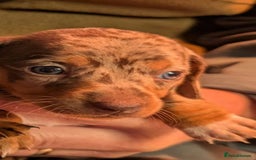 Mixed Breed dogs for sale: 3/4 Mini Dachshund 1/4 Jack Russell - Advert 11