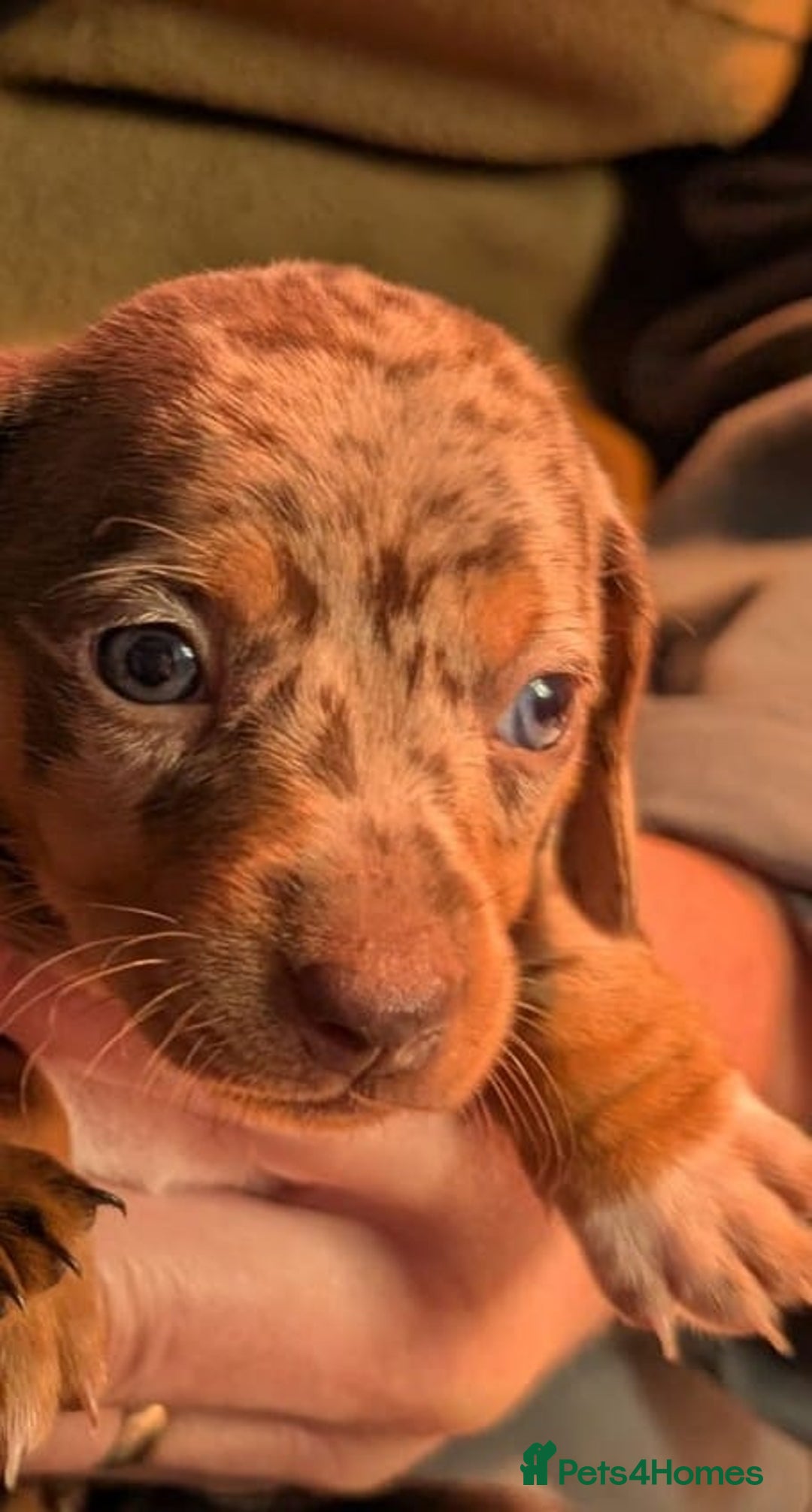 Mixed Breed dogs for sale: 3/4 Mini Dachshund 1/4 Jack Russell - Advert 11