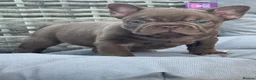 French Bulldog dogs for sale: last male available COUNCIL LICENSED BREEDER - Advert 7