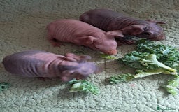 Guinea Pig rodents for sale: BEAUTIFUL BABY SKINNY PIGS  - Image 1
