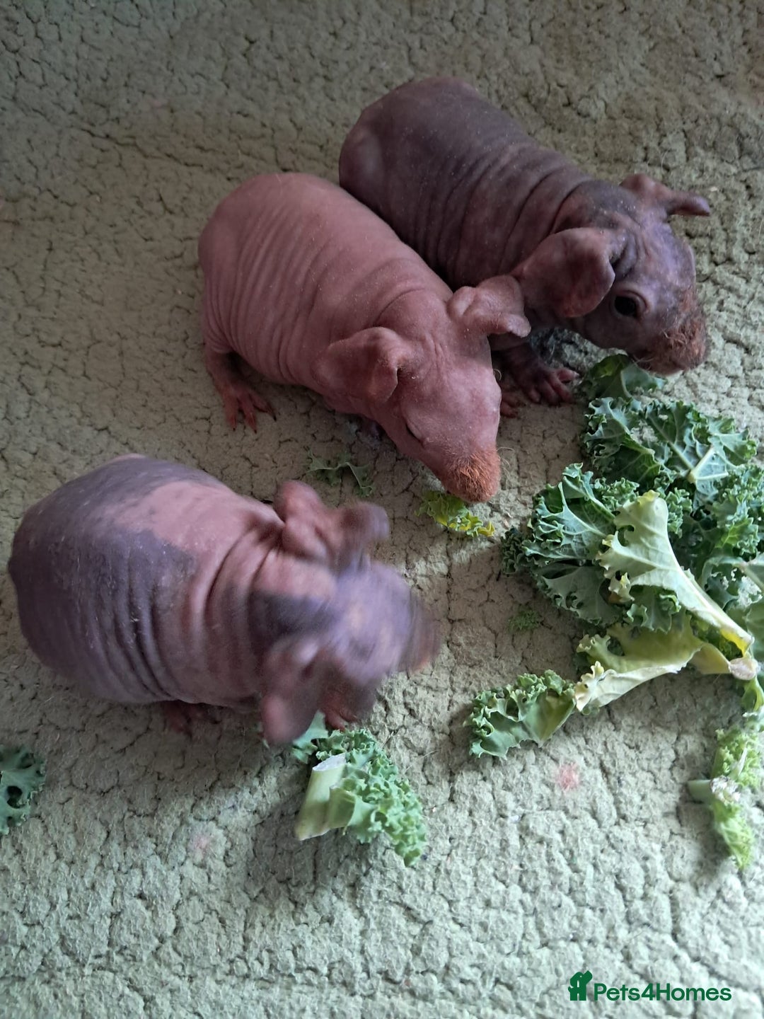 Guinea Pig rodents for sale: BEAUTIFUL BABY SKINNY PIGS  - Image 1