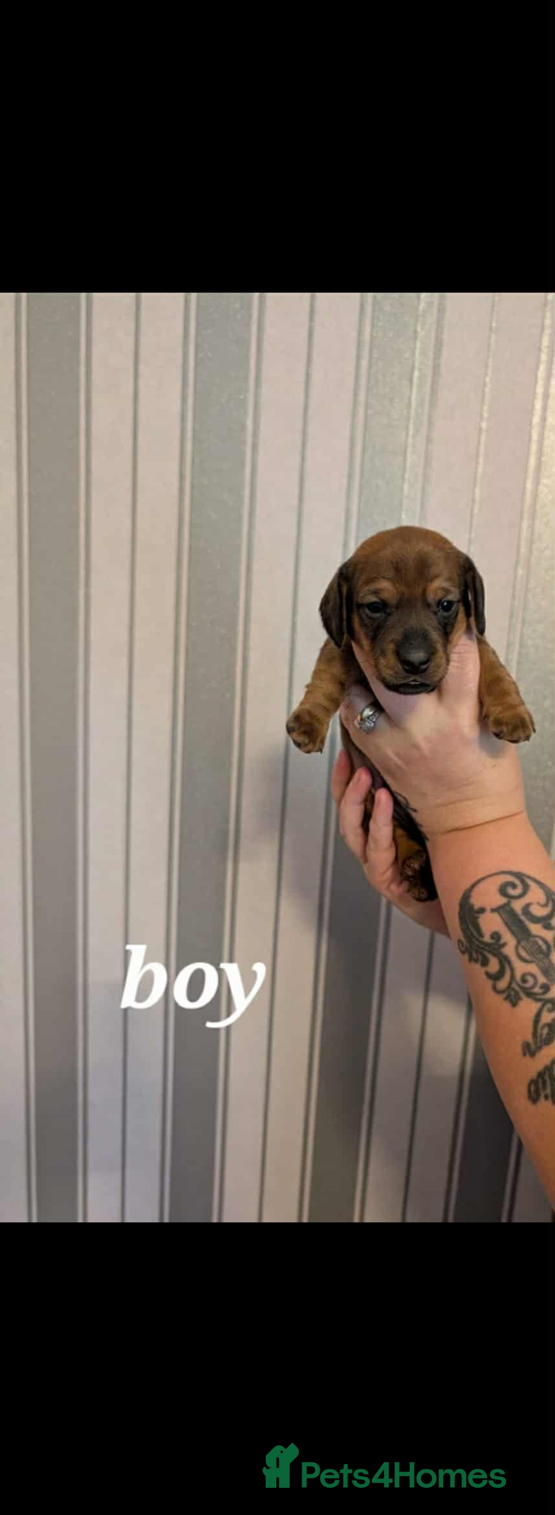 Miniature Dachshund dogs for sale: Miniature Dachshund Puppies For Sale  - Advert 8