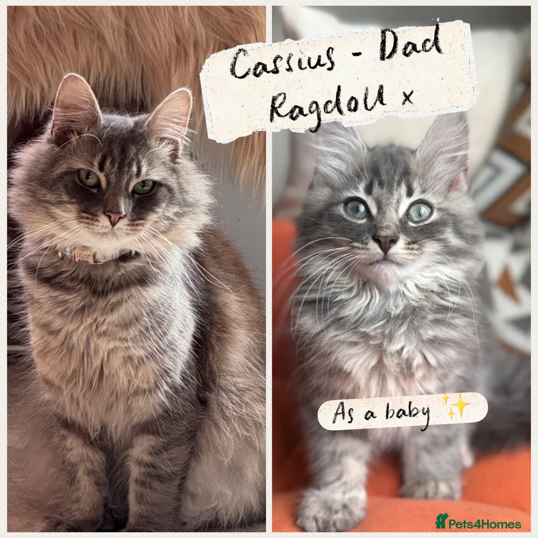 Mixed Breed cats for sale: 4 Stunning Friendly Fluffy Kittens x Ragdoll in Stoke-on-Trent - Advert 2