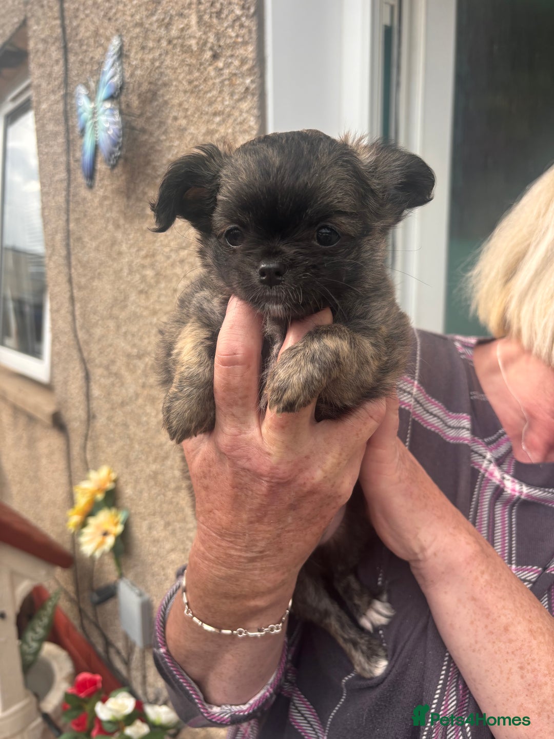 Chihuahua dogs for sale: Long Hair Chihuahua Puppies in Bathgate - Image 1