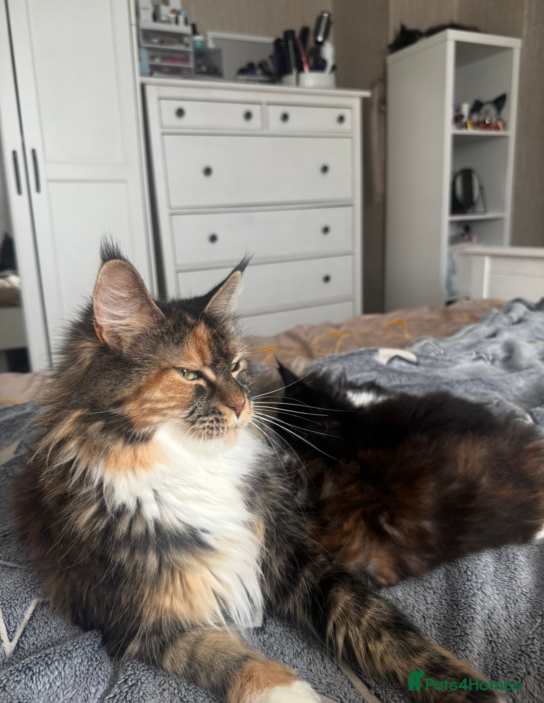 Maine Coon cats for sale: 1 BLACK SMOKE BOY 1 TORTIE GIRL MAINE COON KITTENS - Image 26