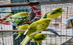 Budgerigars birds for sale: Adorable budgies and cages  - Image 6