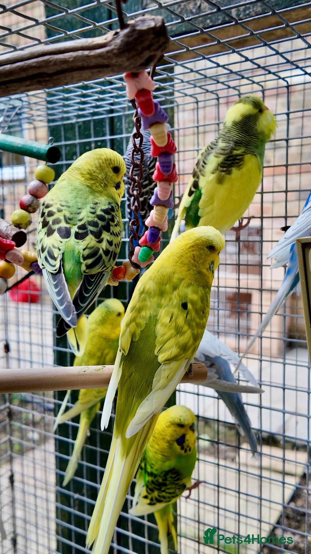 Budgerigars birds for sale: Adorable budgies and cages  - Image 6