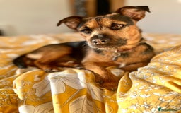 Patterjack dogs for stud: Patterjack stud - Image 12