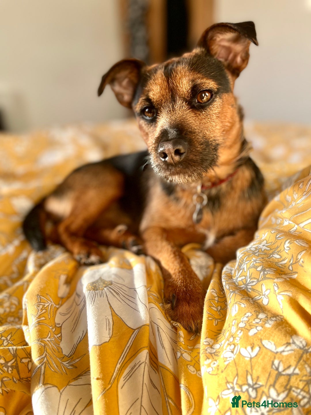 Patterjack dogs for stud: Patterjack stud - Image 12