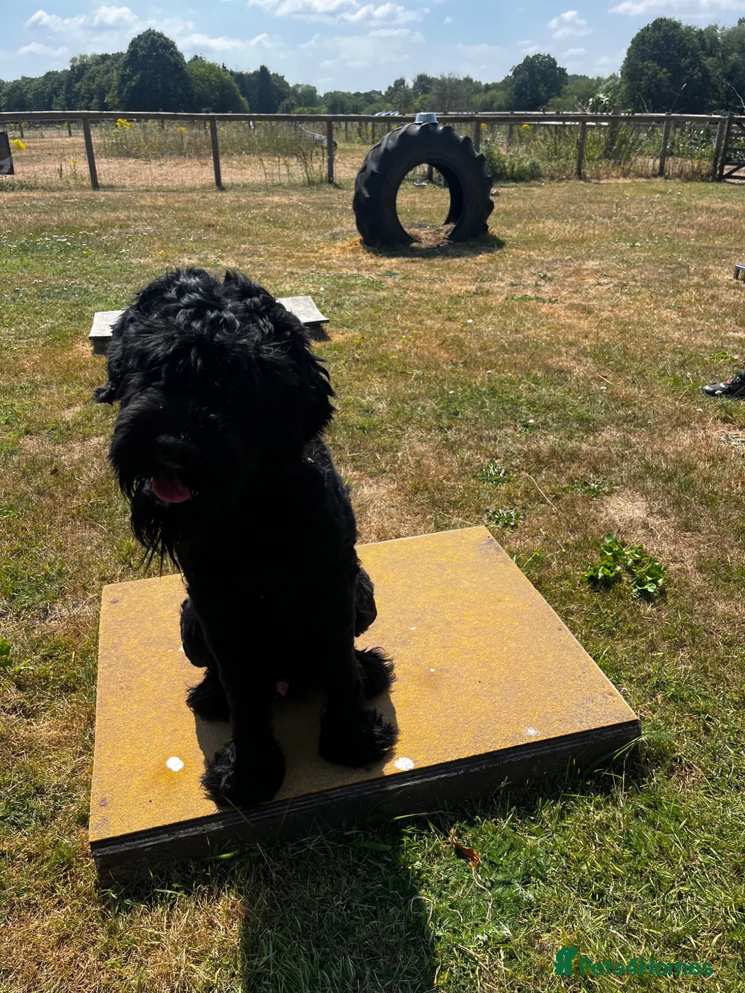Russian Black Terrier dogs for sale: Hercules  - Advert 7