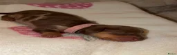 Miniature Dachshund dogs for sale: Miniature dachshund pups  - Advert 12