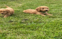 Cockapoo dogs for sale: Fantastic cockerpoos ready for new homes - Image 11