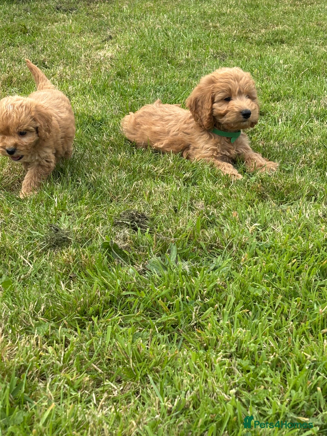 Cockapoo dogs for sale: Fantastic cockerpoos ready for new homes - Image 11