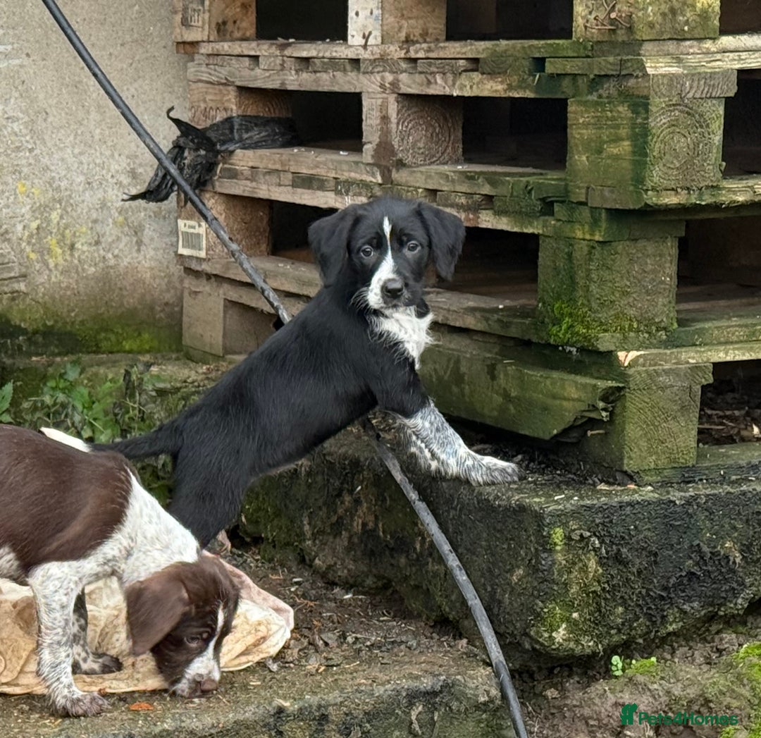 Mixed Breed dogs for sale: 2 gorgeous black Sprollie x Pointer girls - Image 2