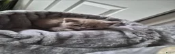 Scottish Fold cats for sale: 3 Gorgeous Lilac Scottish Fold&Straight Kittens in Aylesbury - Advert 7