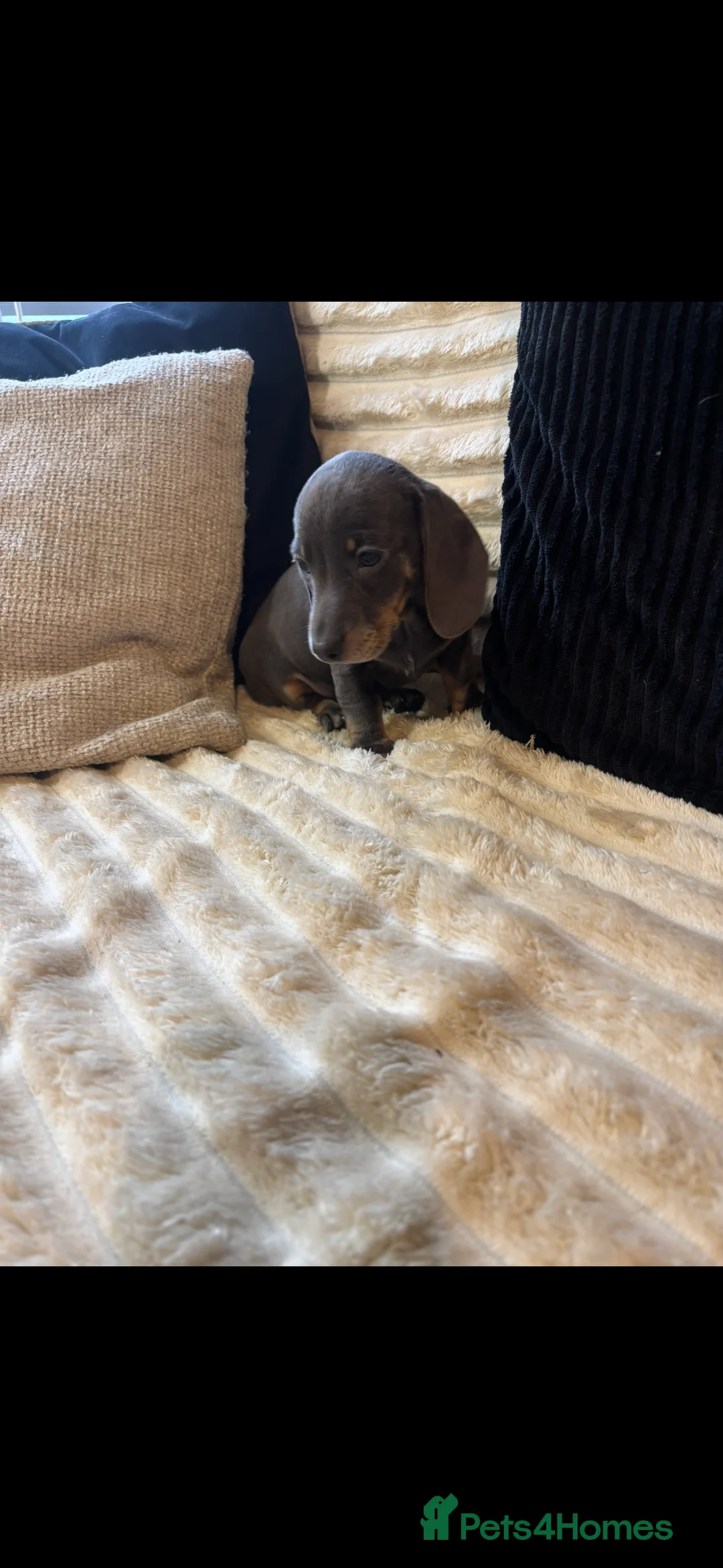 Dachshund dogs for sale: Blue and Tan Dachshunds  - Advert 4
