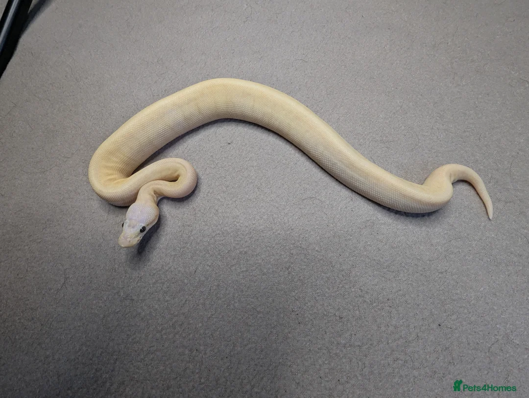 Python Snake reptiles for sale: 2025 Royal Python Hatchlings  - Advert 9