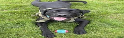 Labrador Retriever dogs for sale: Rehome  - Advert 3