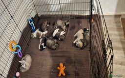 Mixed Breed dogs for sale: Northern Inuit cross American akita  - Image 35