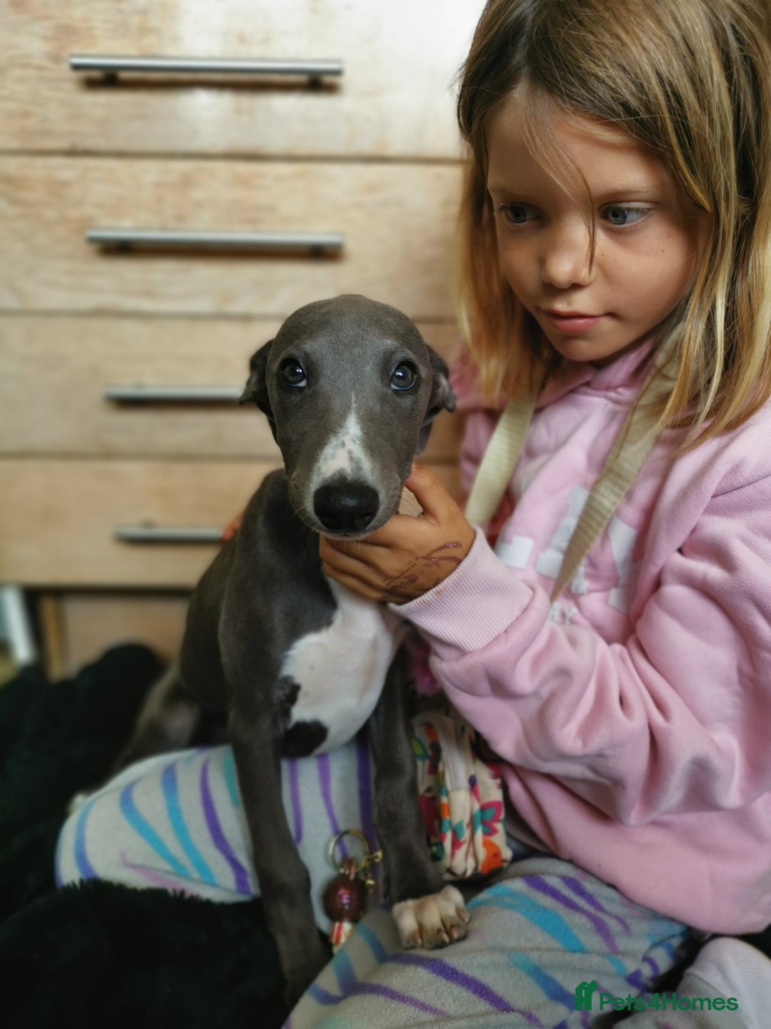 Whippet dogs for sale: Stunning quality blue whippets  - Image 16