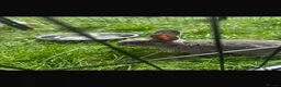 Mixed Breed rabbits for sale: Two male rabbits for sale  in Swansea - Advert 3