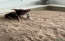 Chihuahua dogs for sale: Short Haired Chihuahua puppies  - Image 2