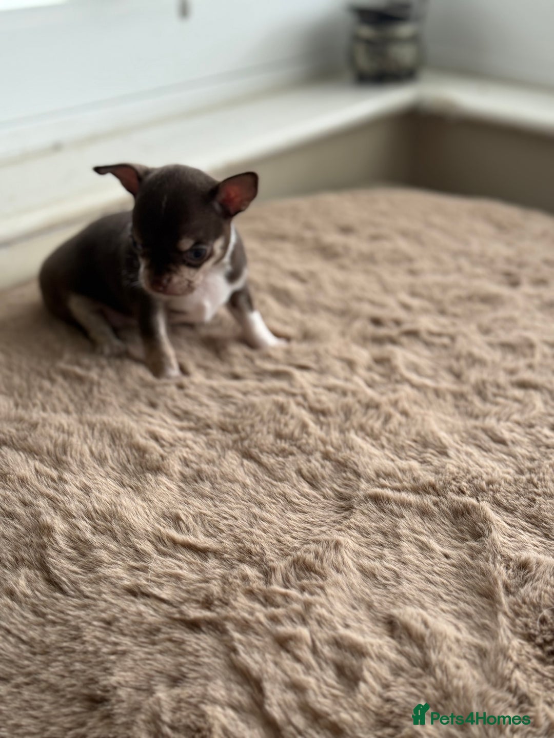 Chihuahua dogs for sale: Short Haired Chihuahua puppies  - Image 2