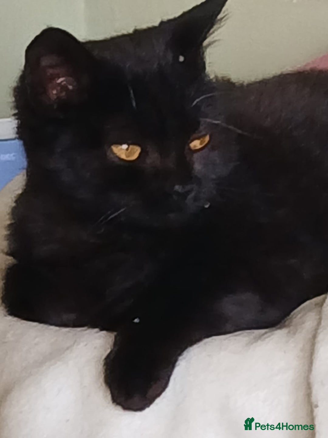 British Shorthair cats for sale: Black BSH girl kitten amber eyes MICROCHIPPED  - Advert 1