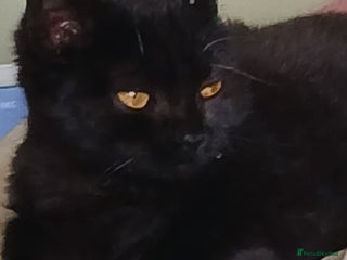 British Shorthair cats Black BSH girl kitten amber eyes MICROCHIPPED - Advert 1