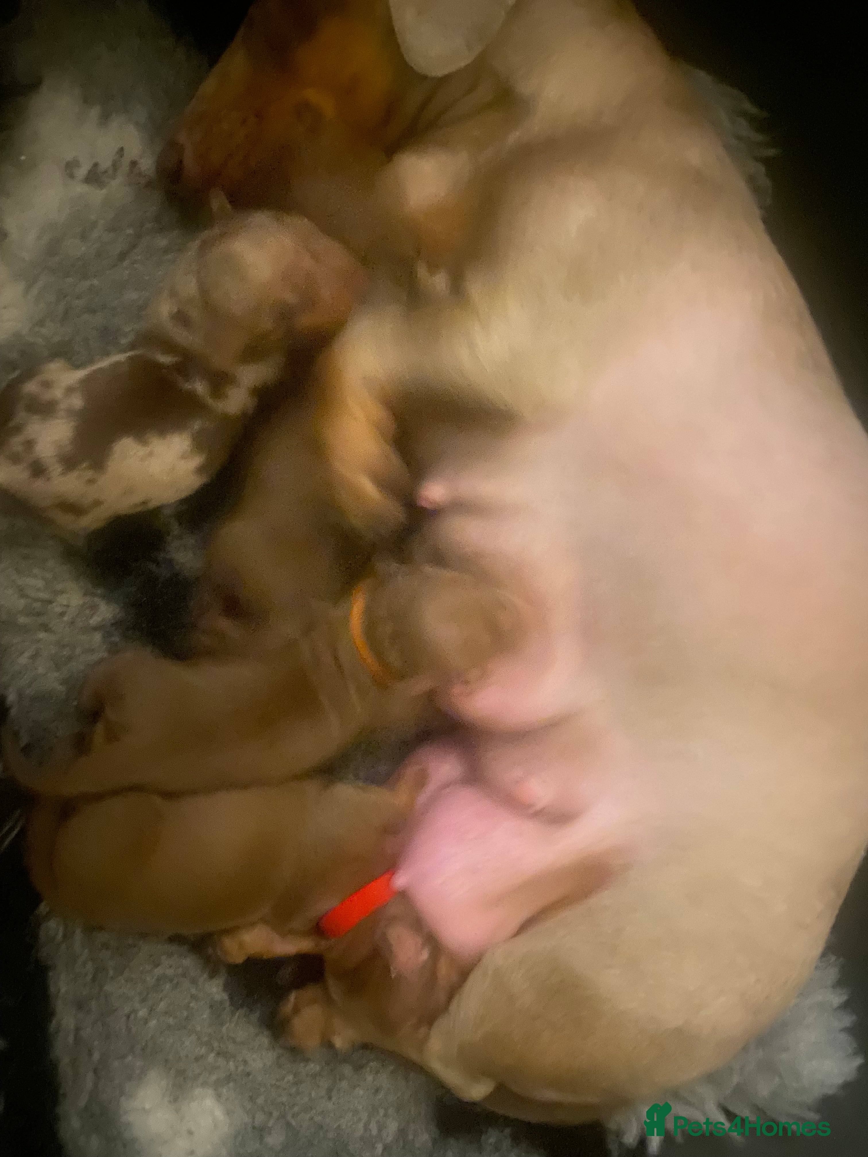 Dachshund dogs Beautiful little of KC registered mini daschunds - Advert 2