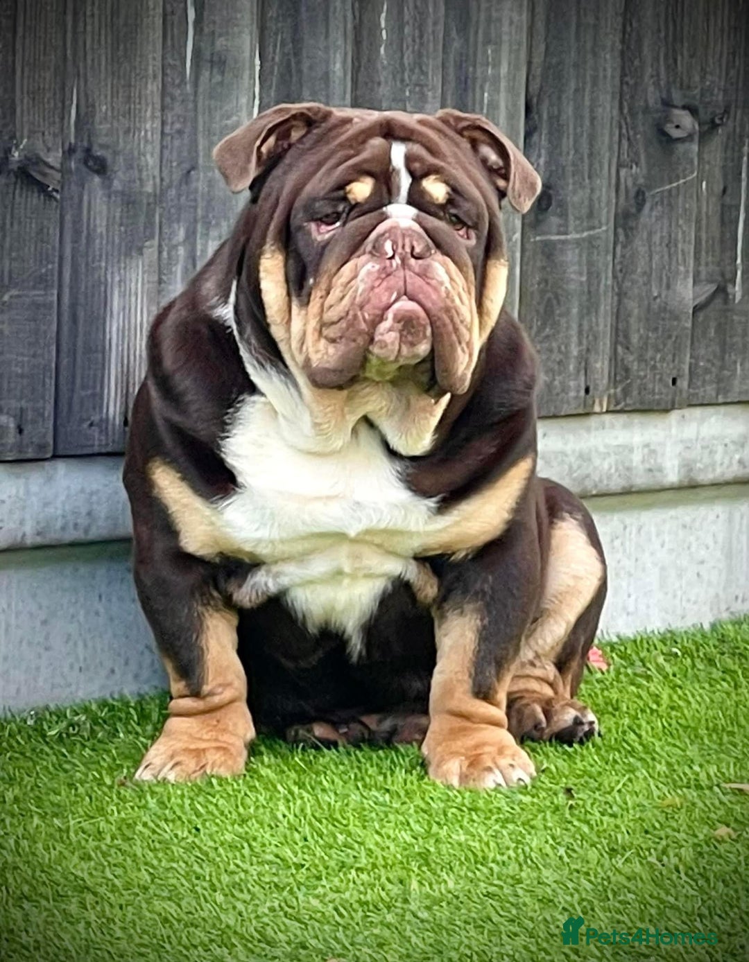 English Bulldog dogs for stud: Grandson of the Legendary City’s Ace  in London - Advert 11