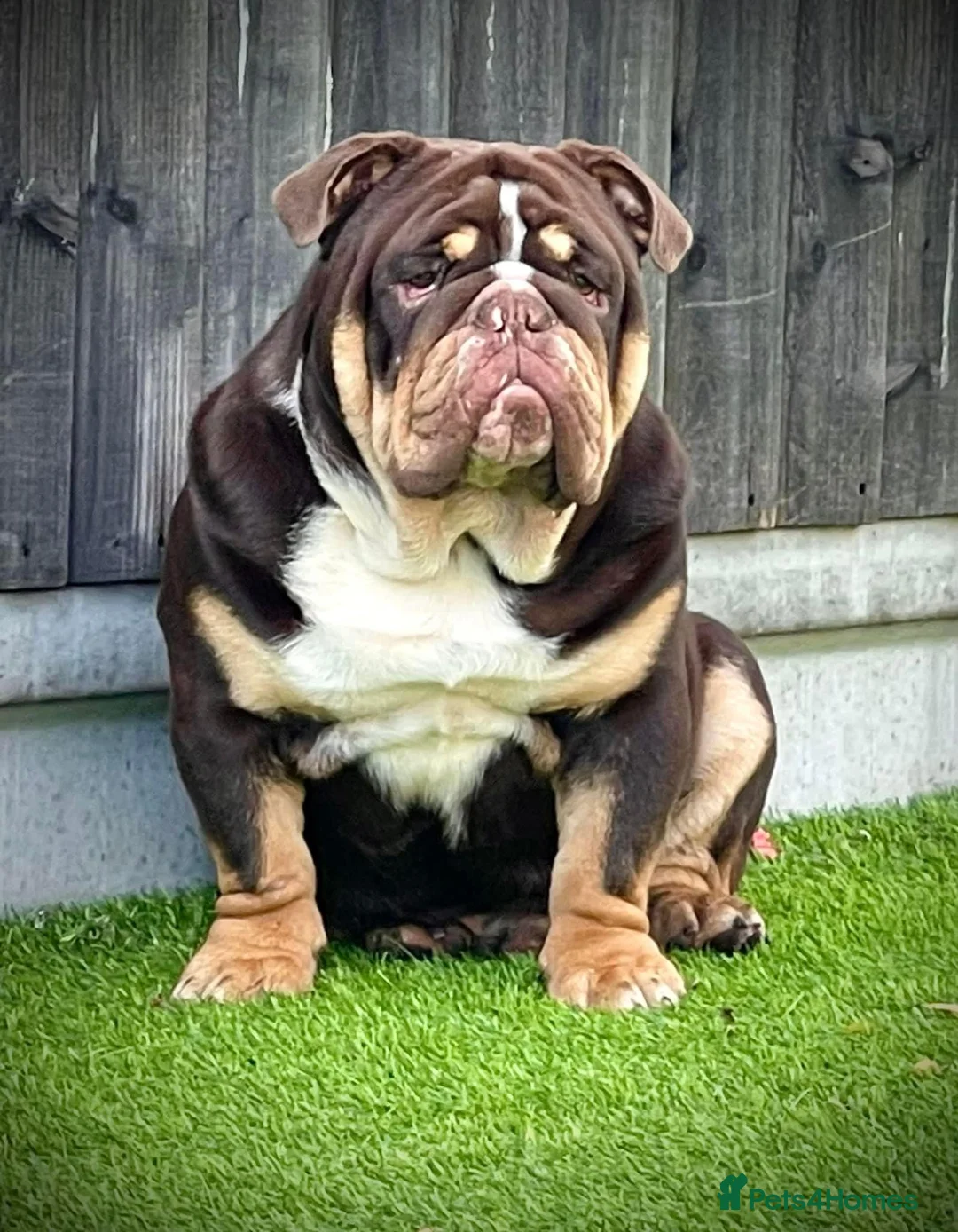 English Bulldog dogs for stud: Grandson of the Legendary City’s Ace  in London - Advert 11