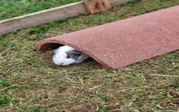 Guinea Pig rodents for sale: 4 Month Old Female Guinea Pigs - Image 4
