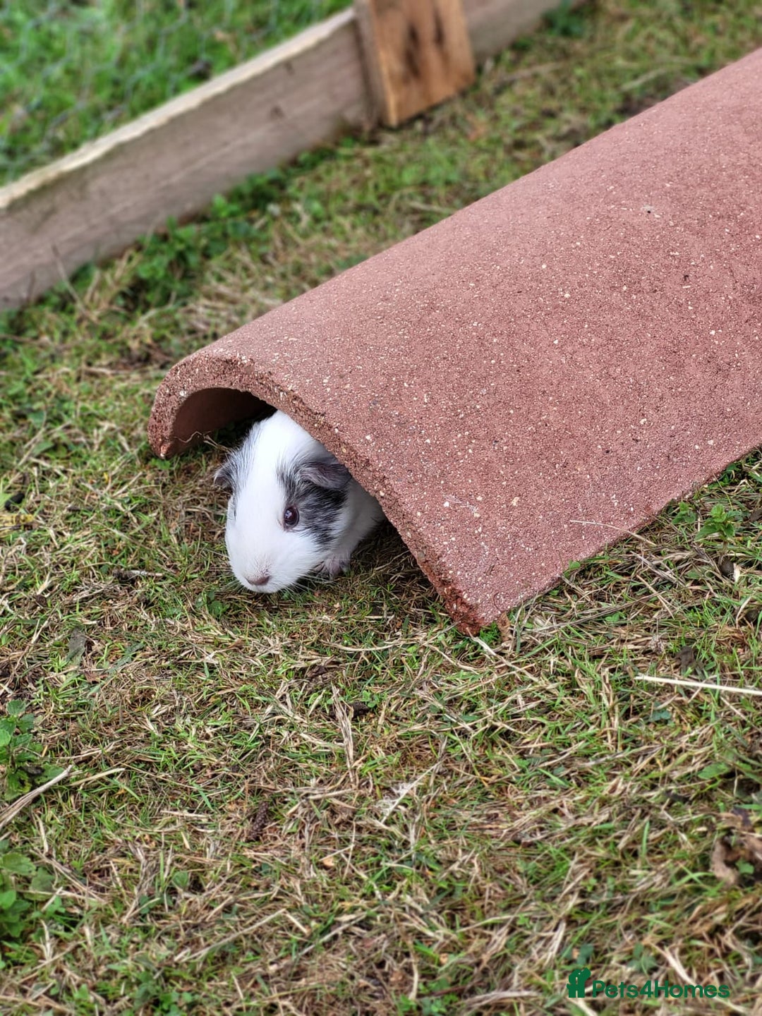 Guinea Pig rodents for sale: 4 Month Old Female Guinea Pigs - Image 4