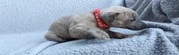 Whippet dogs for sale: KC Registered True to type whippets - Advert 12