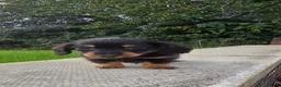 Miniature Dachshund dogs for sale: True longhaired minature dachshunds  - Advert 25