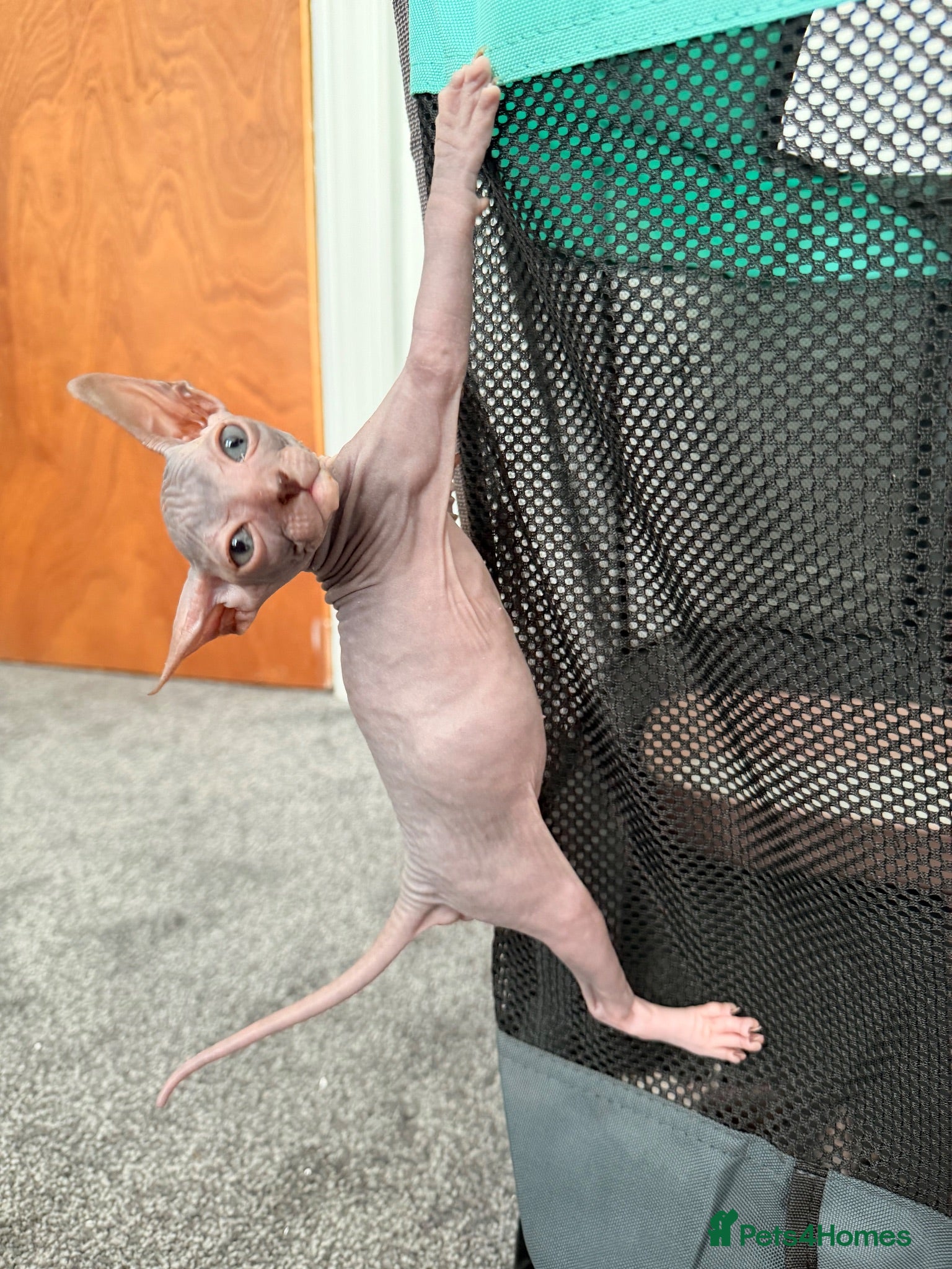 Sphynx cats Beautiful Sphynx boy left 🩵💙🩵 - Advert 10