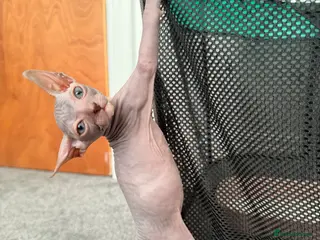 Sphynx cats Beautiful Sphynx boy left 🩵💙🩵 - Advert 10