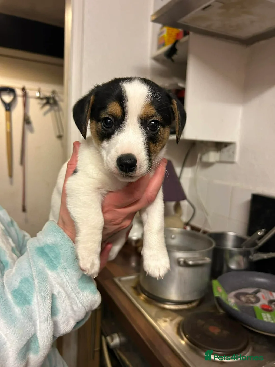 Jack Russell dogs for sale: Jack Russel puppies  in Bishop Auckland - Advert 2