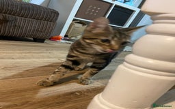 Domestic Shorthair cats for sale: Gorgeous tabby kitten  - Image 4