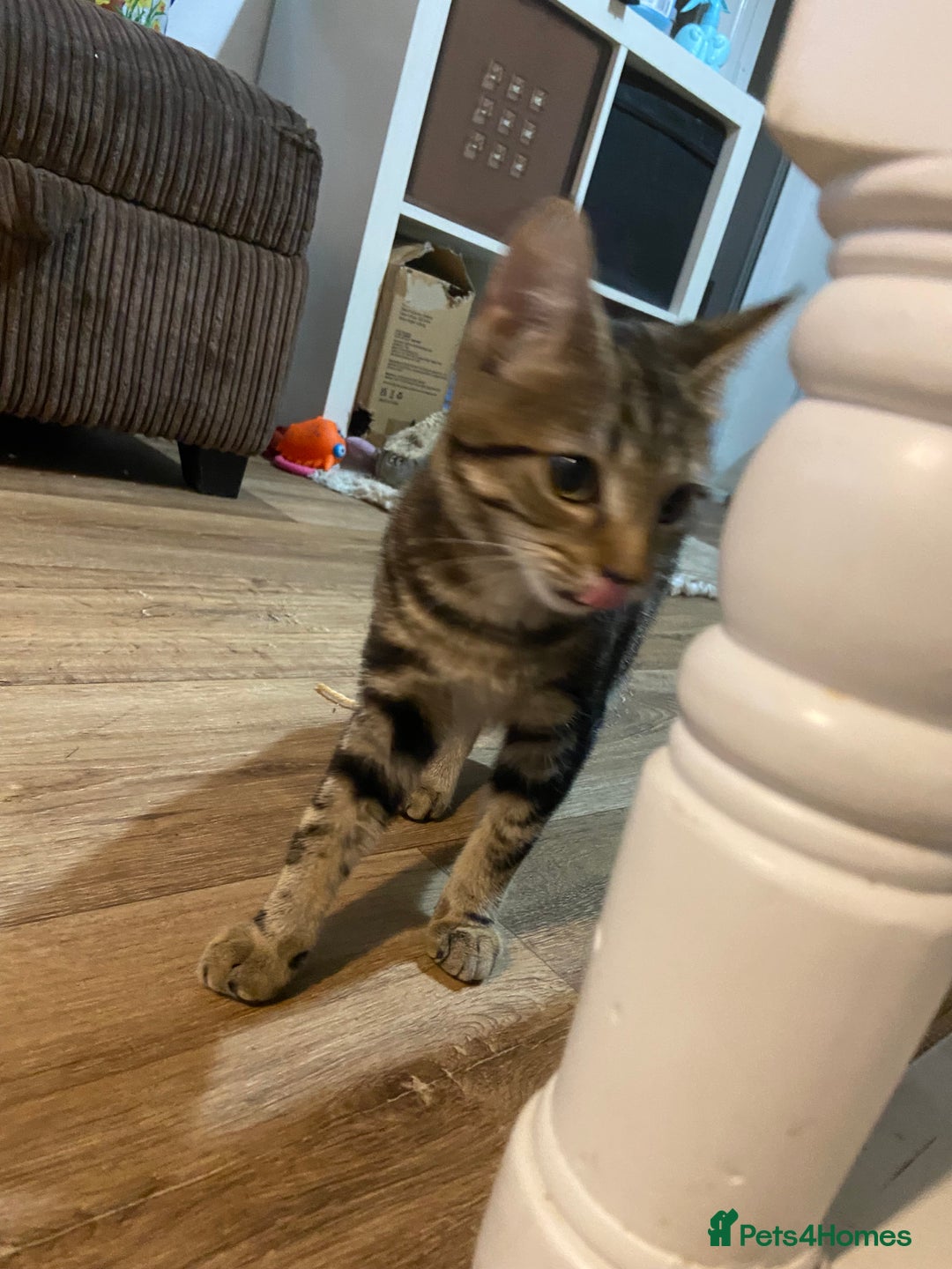 Domestic Shorthair cats for sale: Gorgeous tabby kitten  - Image 4