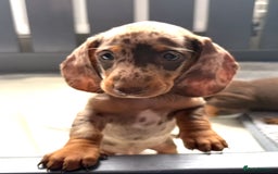 Miniature Dachshund dogs for sale: Beautiful teeny tiny mini dachshunds  - Image 16