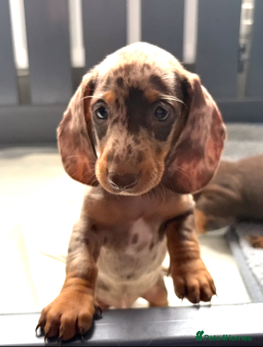 Miniature Dachshund dogs for sale: Beautiful teeny tiny mini dachshunds  - Image 16
