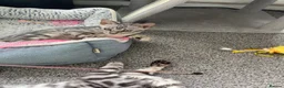 Bengal cats for sale: LAST THREE Ready now GCCF REGISTERED  - Advert 7
