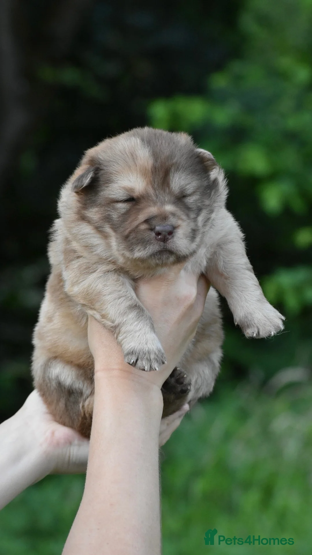 Chow Chow dogs for sale: Teddy bear chowski puppies  - Advert 34